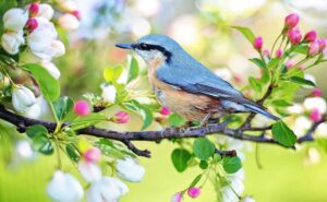 Read more about the article Funeral Poems About Birds