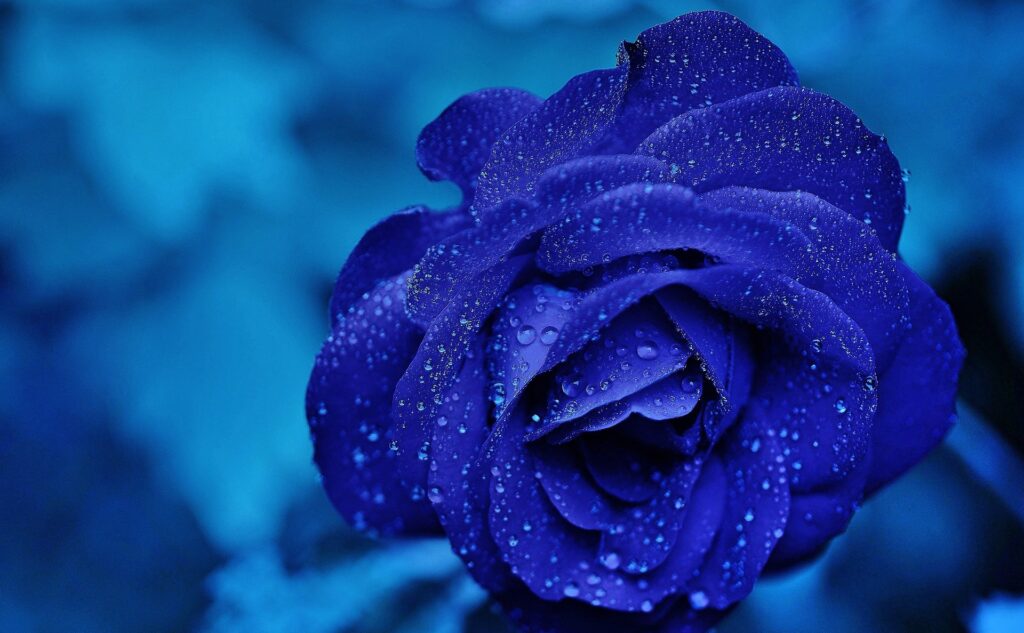 funeral poems about flowers