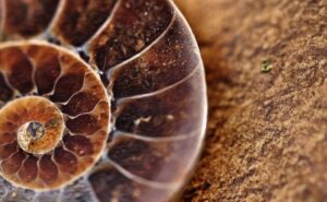Read more about the article Funeral Poems About Fossils