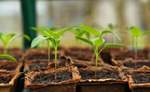 Read more about the article Funeral Poems About Gardening