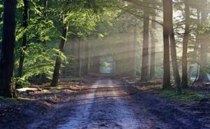 Read more about the article Funeral Poems About Nature