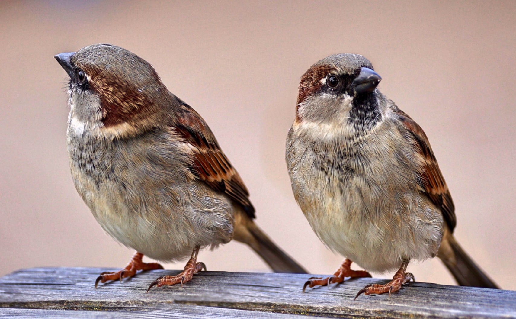 Read more about the article Wedding Poems About Birds